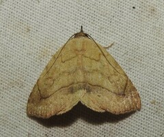 Isogona punctipennis