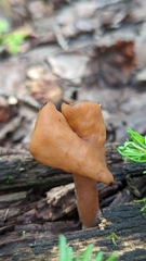 Gyromitra