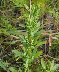 Lespedeza juncea
