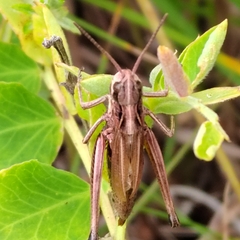 Pseudochorthippus montanus