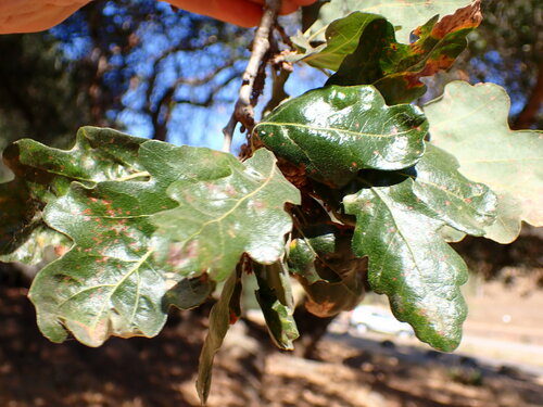 Hybrid oak (Quercus × eplingii)