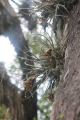 Tillandsia lepidosepala