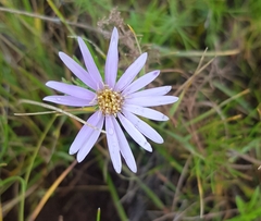 Aster hispidus