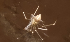 Pholcus manueli