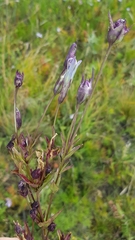 Gentianopsis barbata
