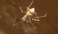 Pholcus manueli