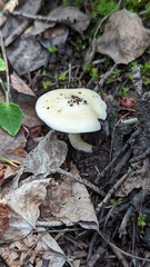 Hebeloma