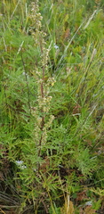 Artemisia gmelinii