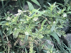 Veronica anagallis-aquatica