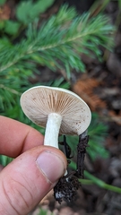 Hebeloma