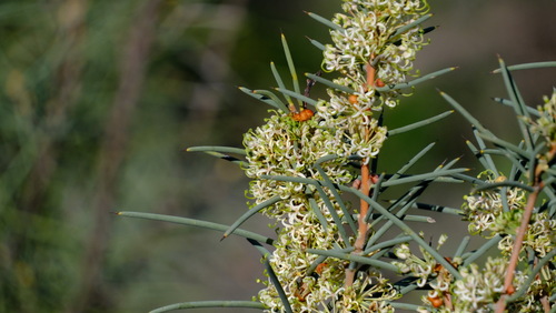 Image of Hakea recurva by (c) Peter Crowcroft, some rights reserved (CC BY)