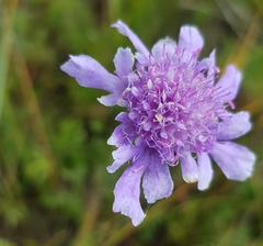 Scabiosa comosa