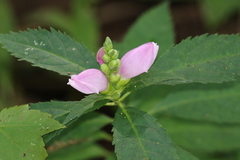 Chelone obliqua