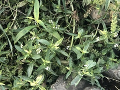 Veronica anagallis-aquatica