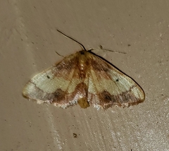 Idaea demissaria