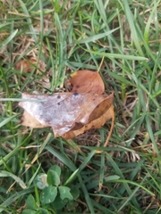 Erysiphe liriodendri