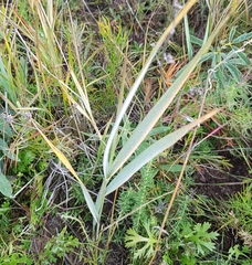 Leymus chinensis
