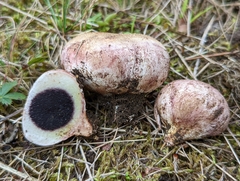 Scleroderma bovista