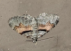 Xanthorhoe lacustrata