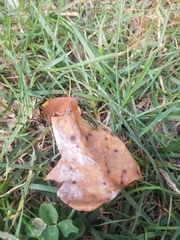 Erysiphe liriodendri