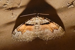 Xanthorhoe lacustrata