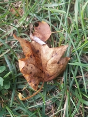 Erysiphe liriodendri