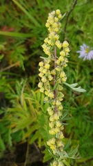 Artemisia gmelinii