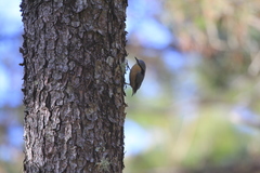 Sitta europaea formosana