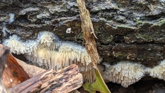 Radulomyces copelandii