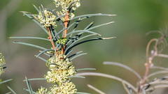 Hakea recurva