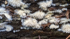 Radulomyces copelandii