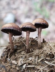 Deconica