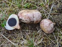 Scleroderma bovista