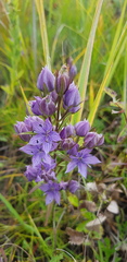 Lomatogonium rotatum