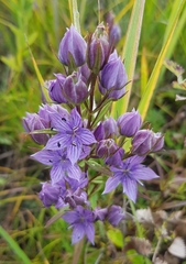 Lomatogonium rotatum