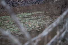 Hydrocotyle ranunculoides
