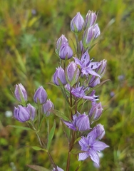 Lomatogonium rotatum