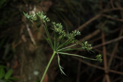 Arracacia