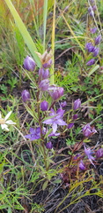 Lomatogonium rotatum