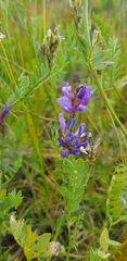 Astragalus danicus