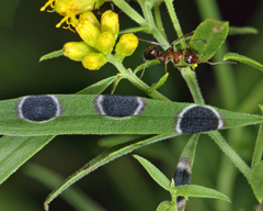 Asteromyia euthamiae