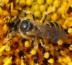 Halictus ligatus