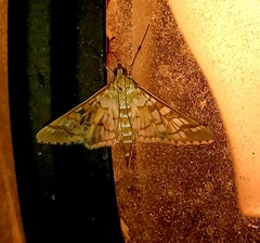 Epipagis fenestralis