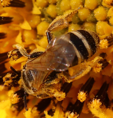Halictus ligatus