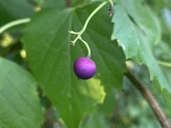 Ampelopsis cordata