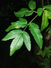 Arracacia