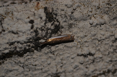 Crambus