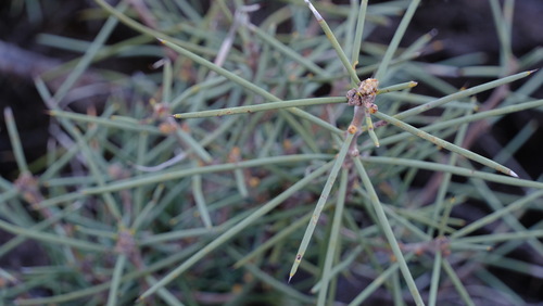Image of Hakea recurva by (c) Peter Crowcroft, some rights reserved (CC BY)
