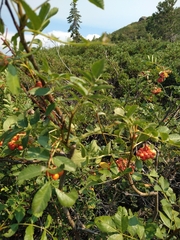 Sorbus sitchensis