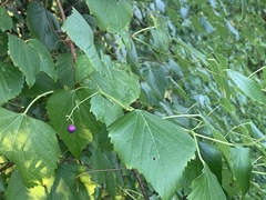 Ampelopsis cordata